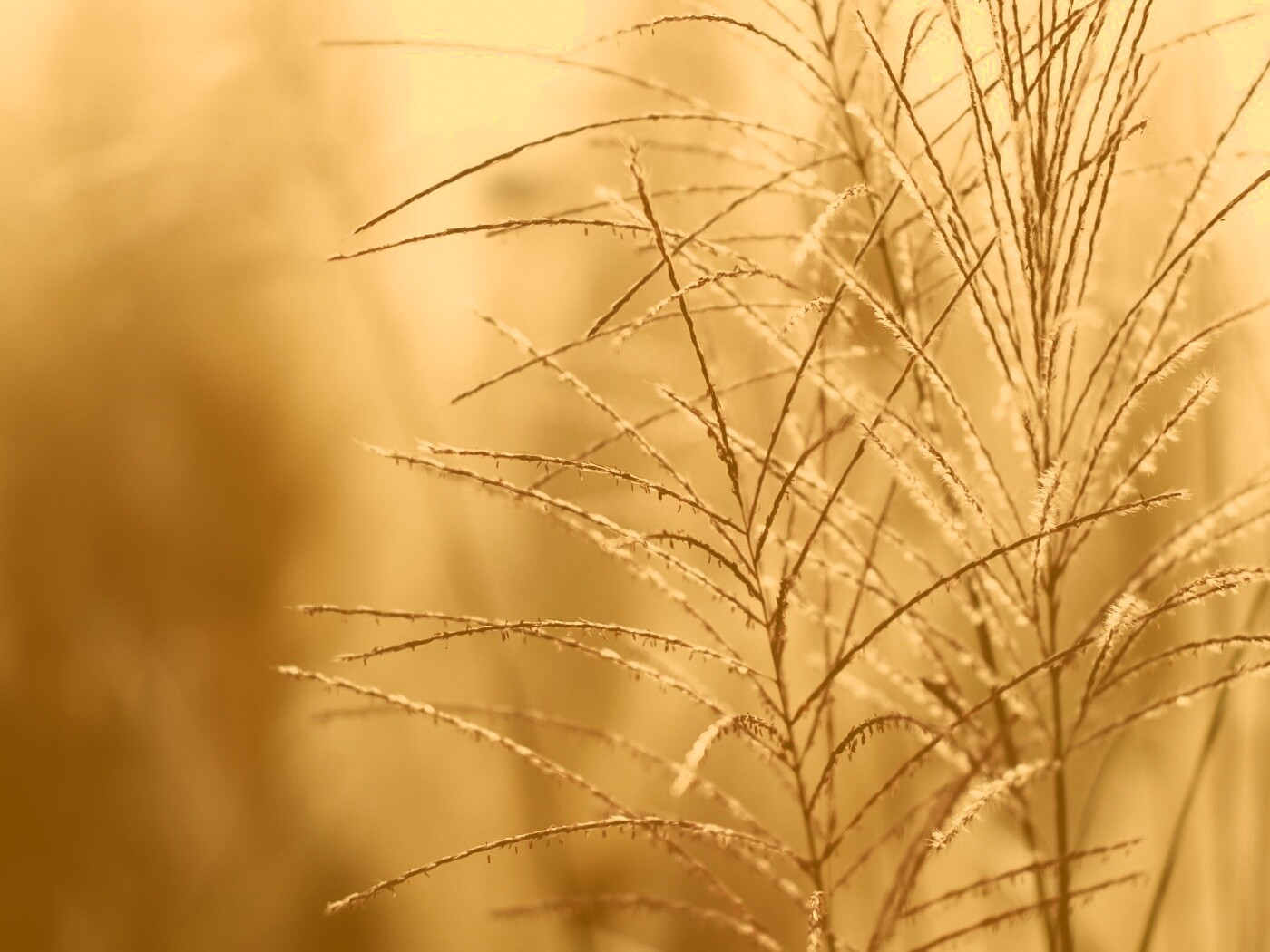 Макро фото растения обои