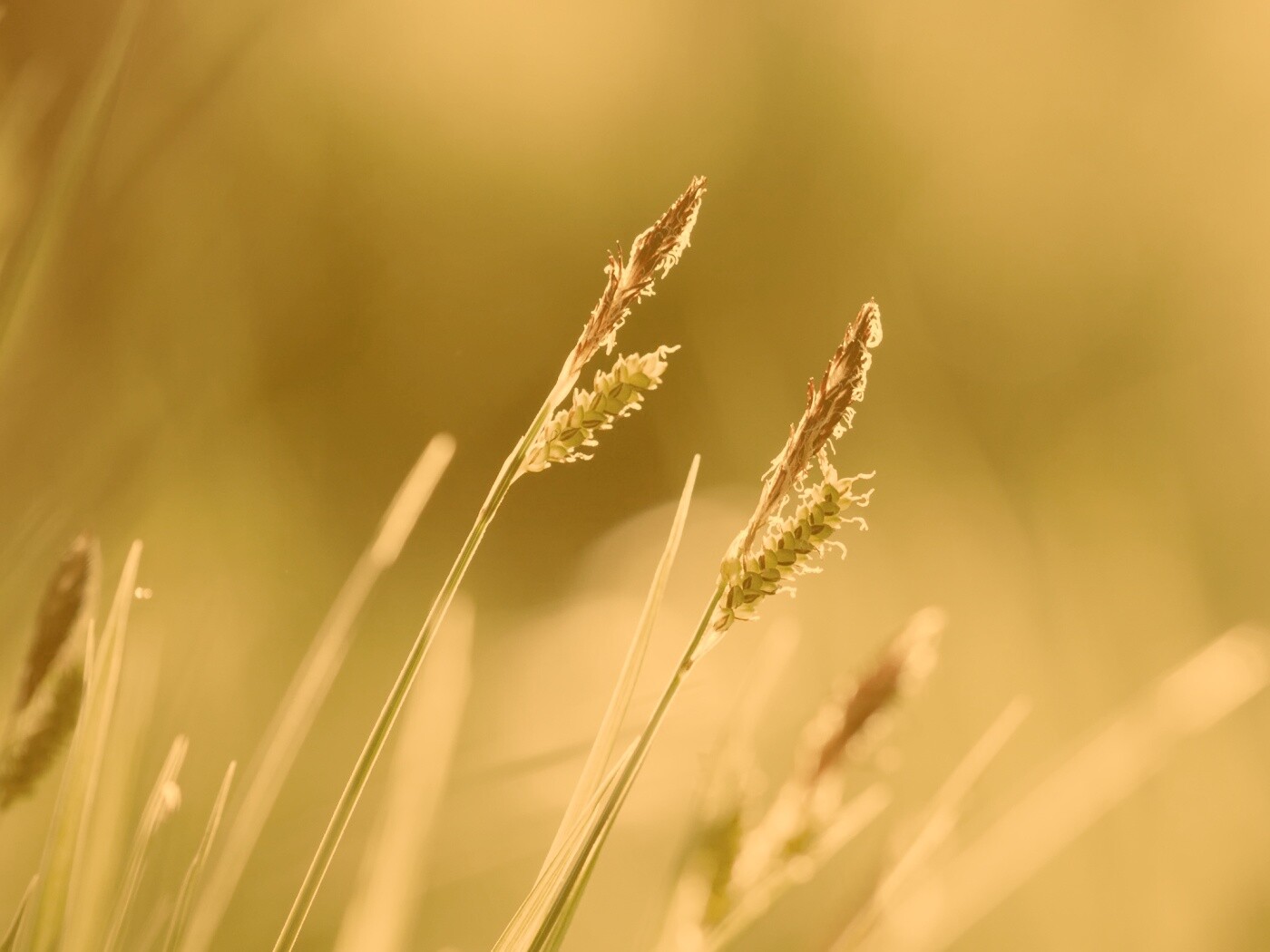 Макро фото луговой травы обои