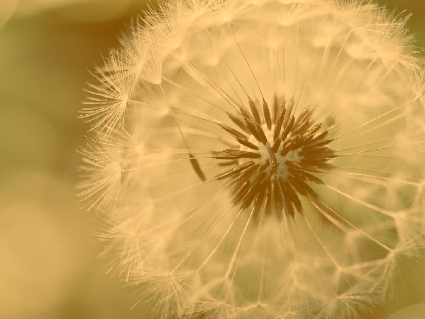 Макро фото одуванчика обои