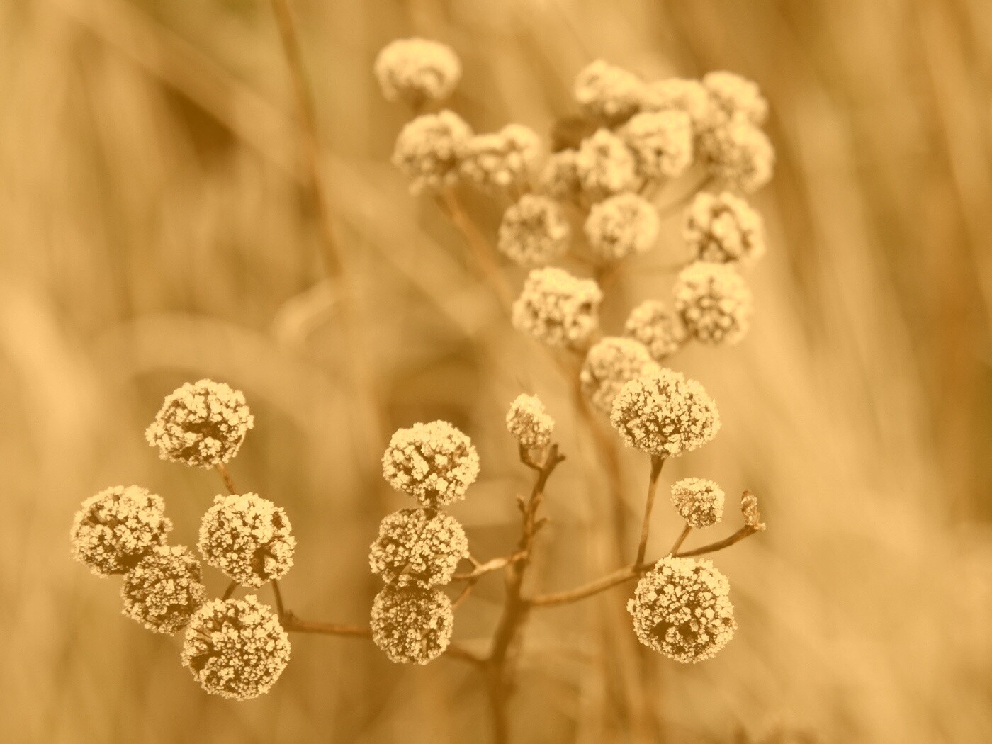 Иний на растении обои