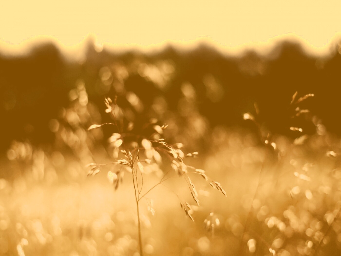 Трава на солнце обои