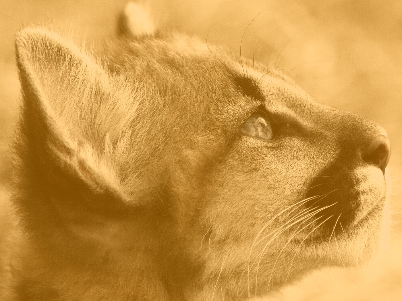 Оцелот смотрит вдаль обои