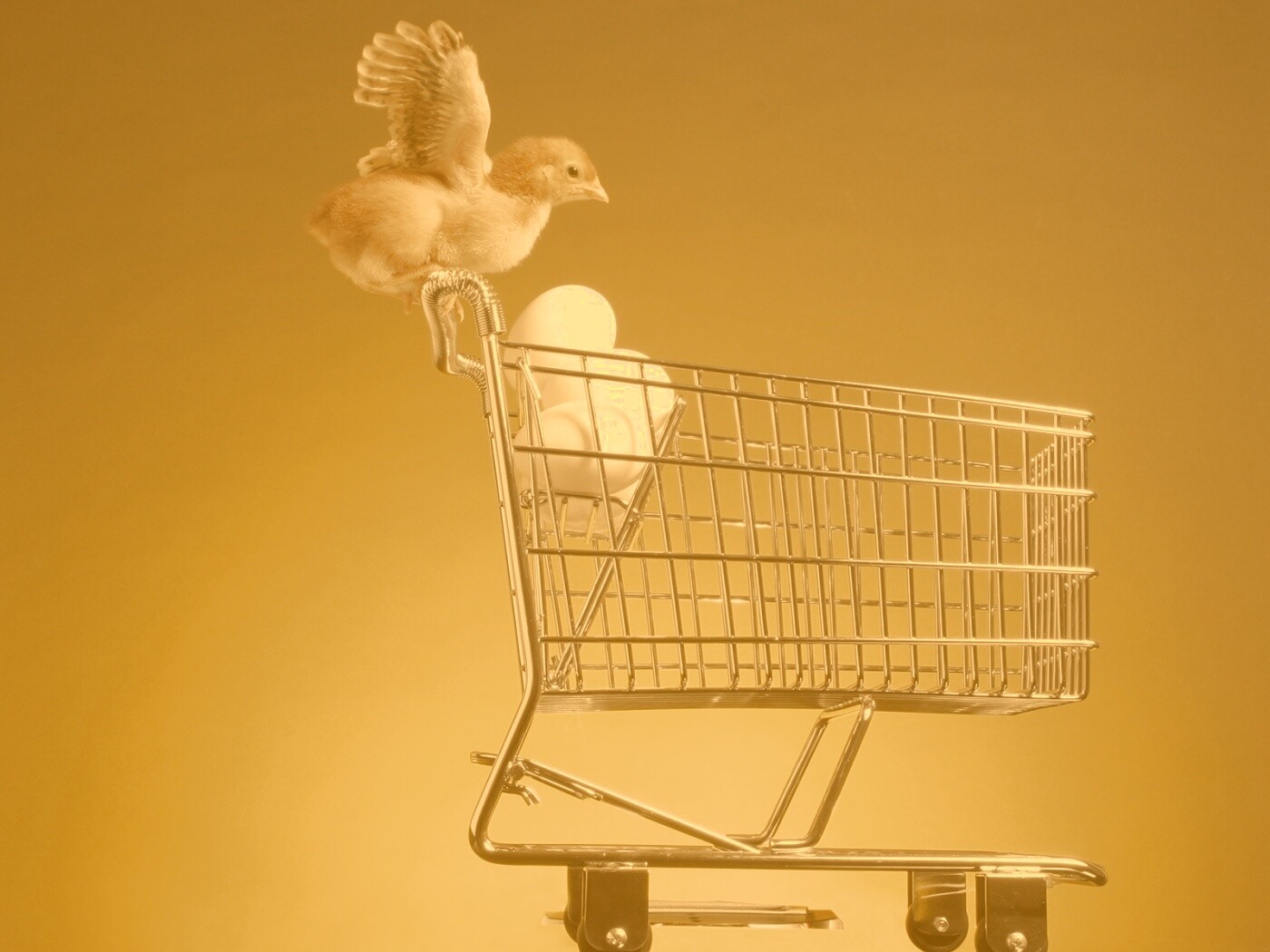 Цыплёнок покупает яйца обои
