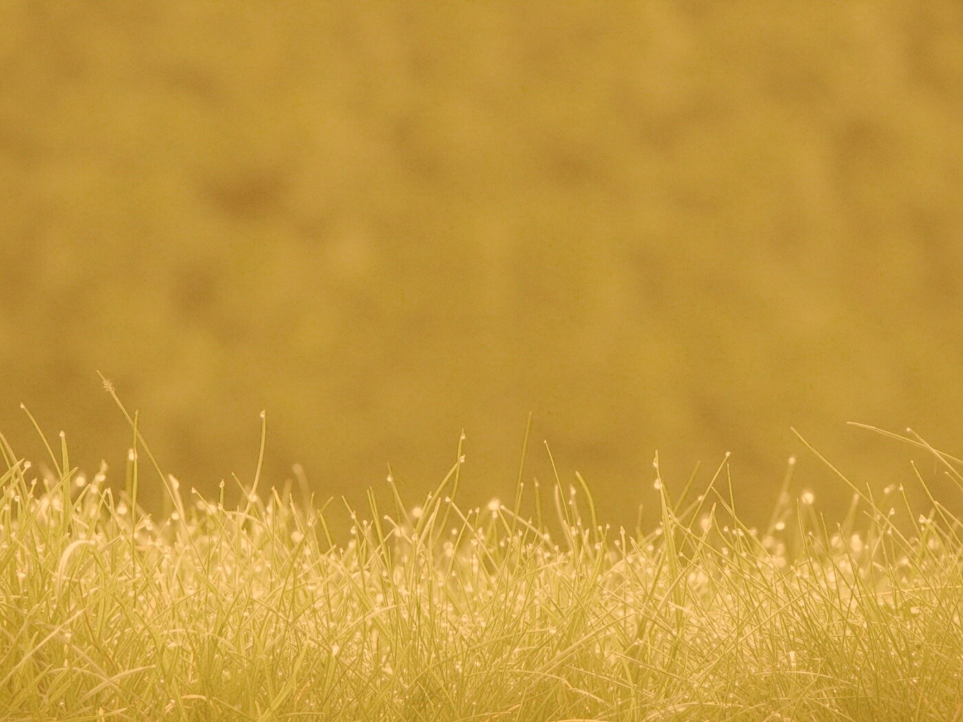 Трава после дождя обои