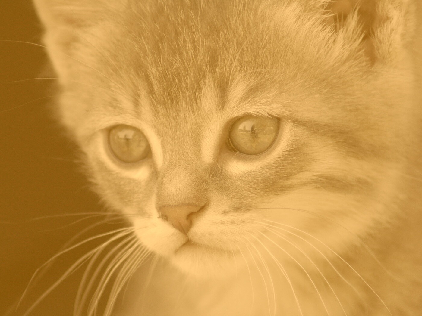 Мордочка котёнка обои