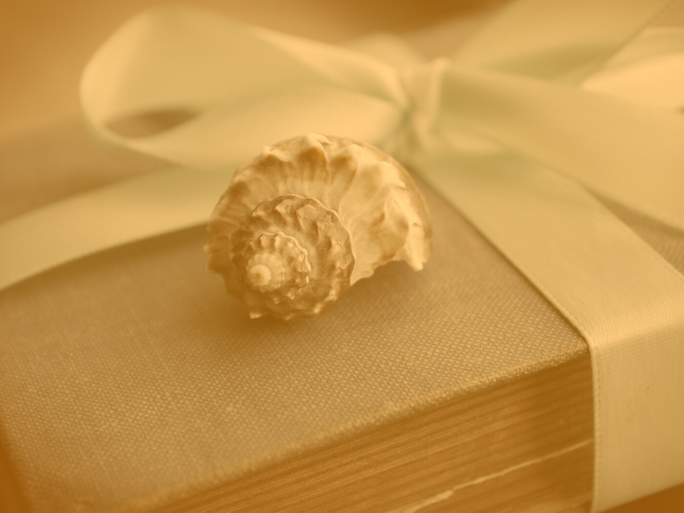 Ракушка на подарочном альбоме обои