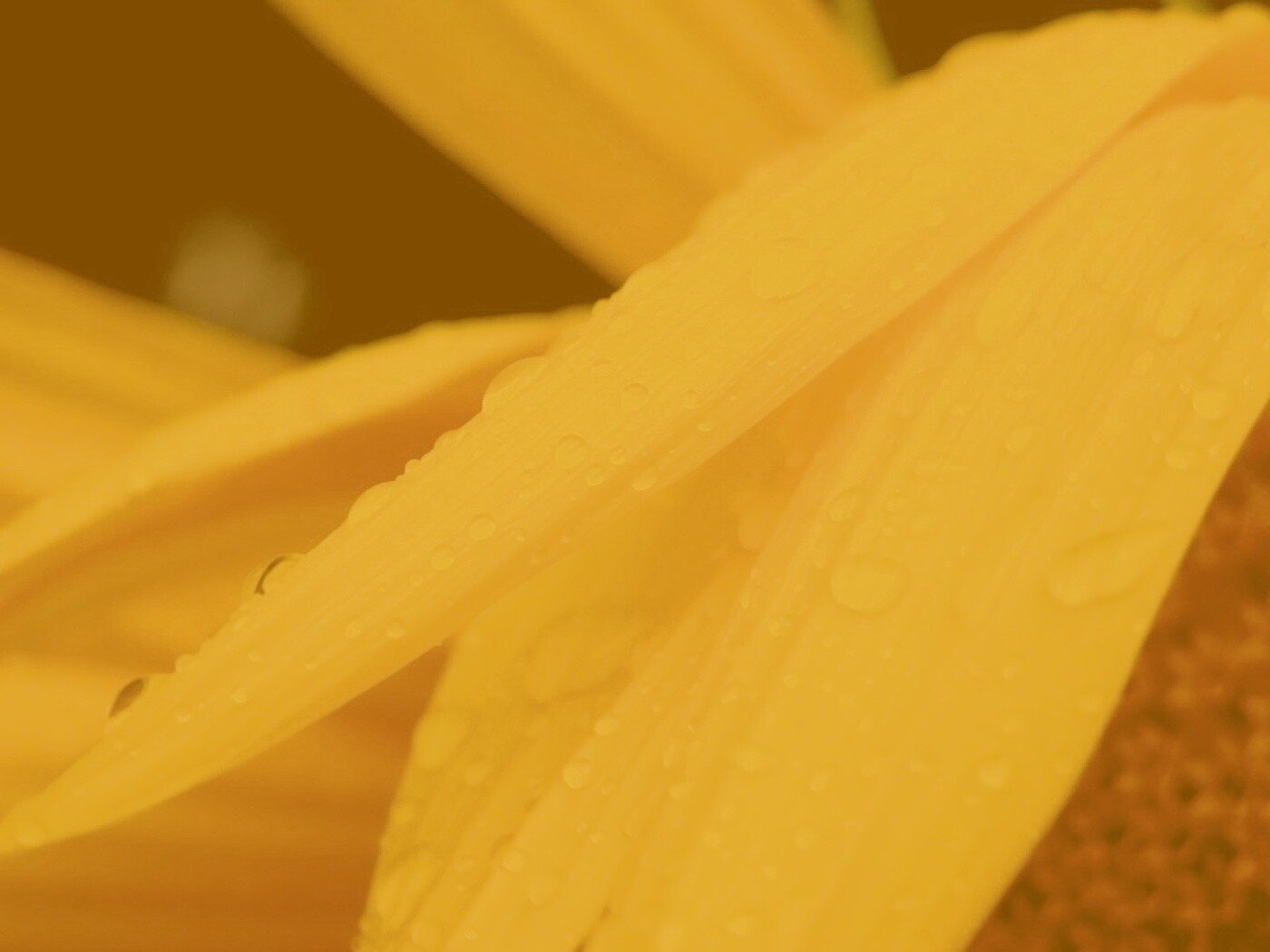 Капли на желтом лепестке обои