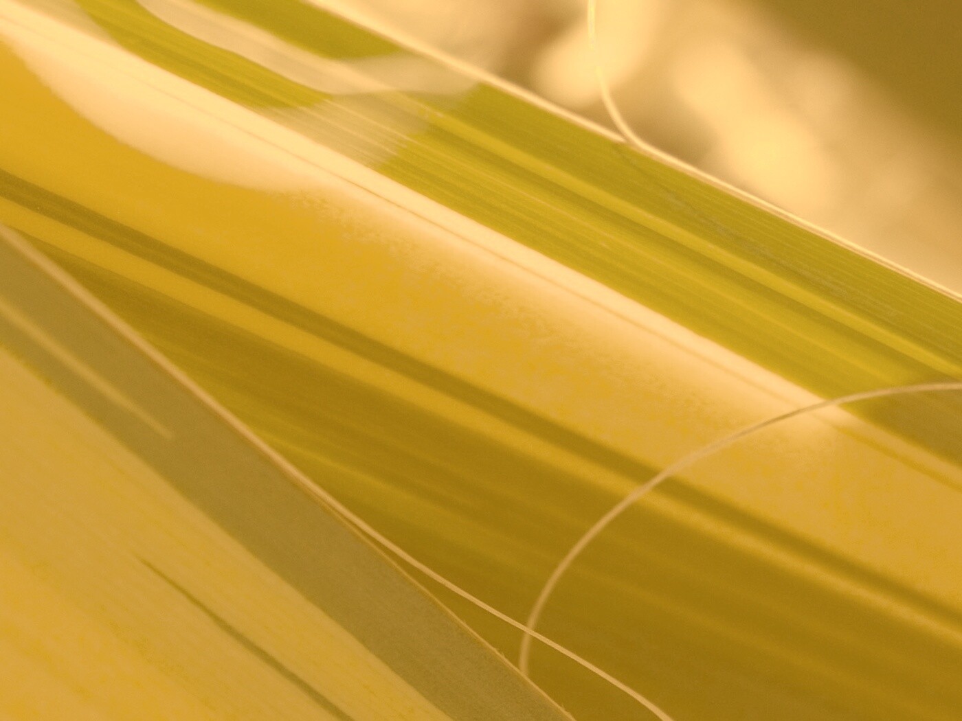 Желто-зеленые травинки обои