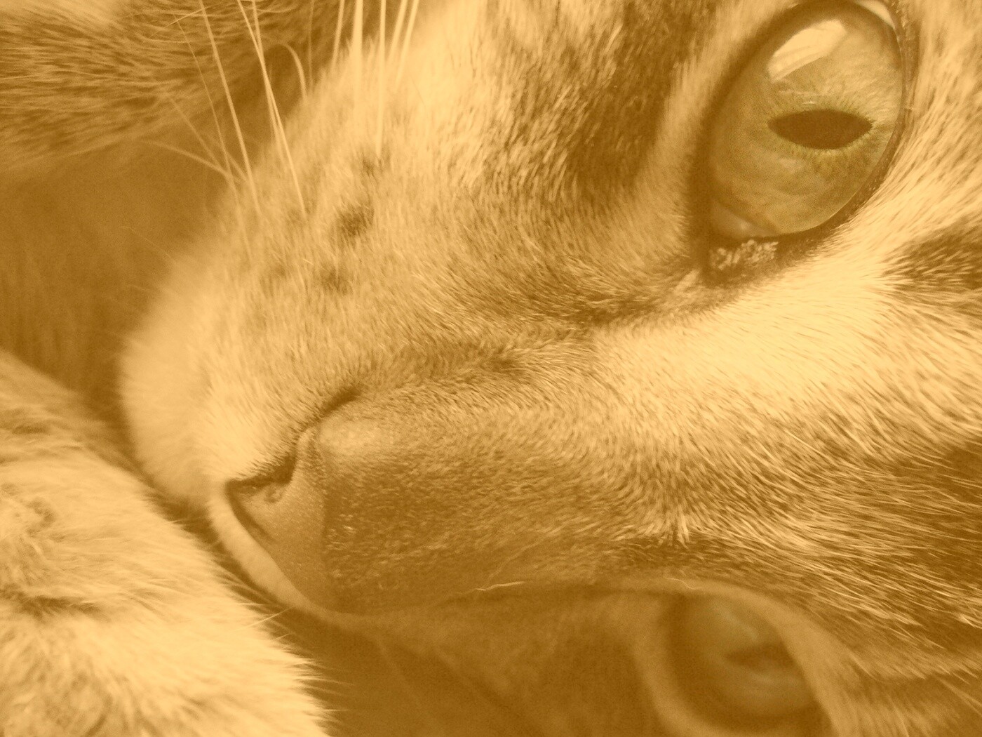 Мордашка кота крупным планом обои