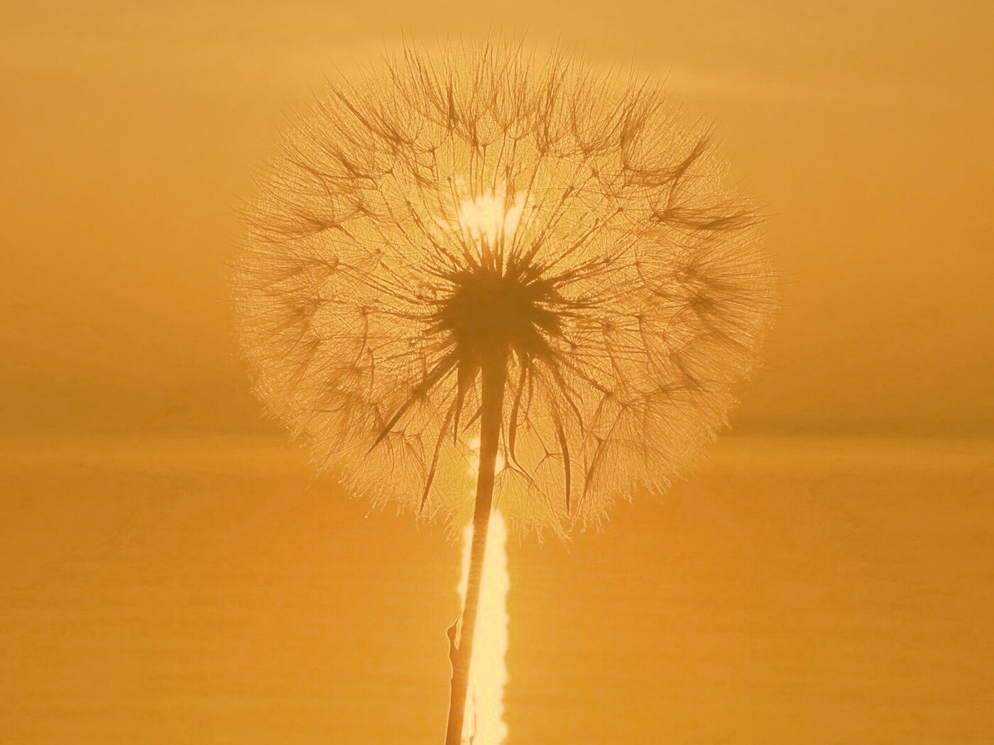 Одуванчик на закател обои