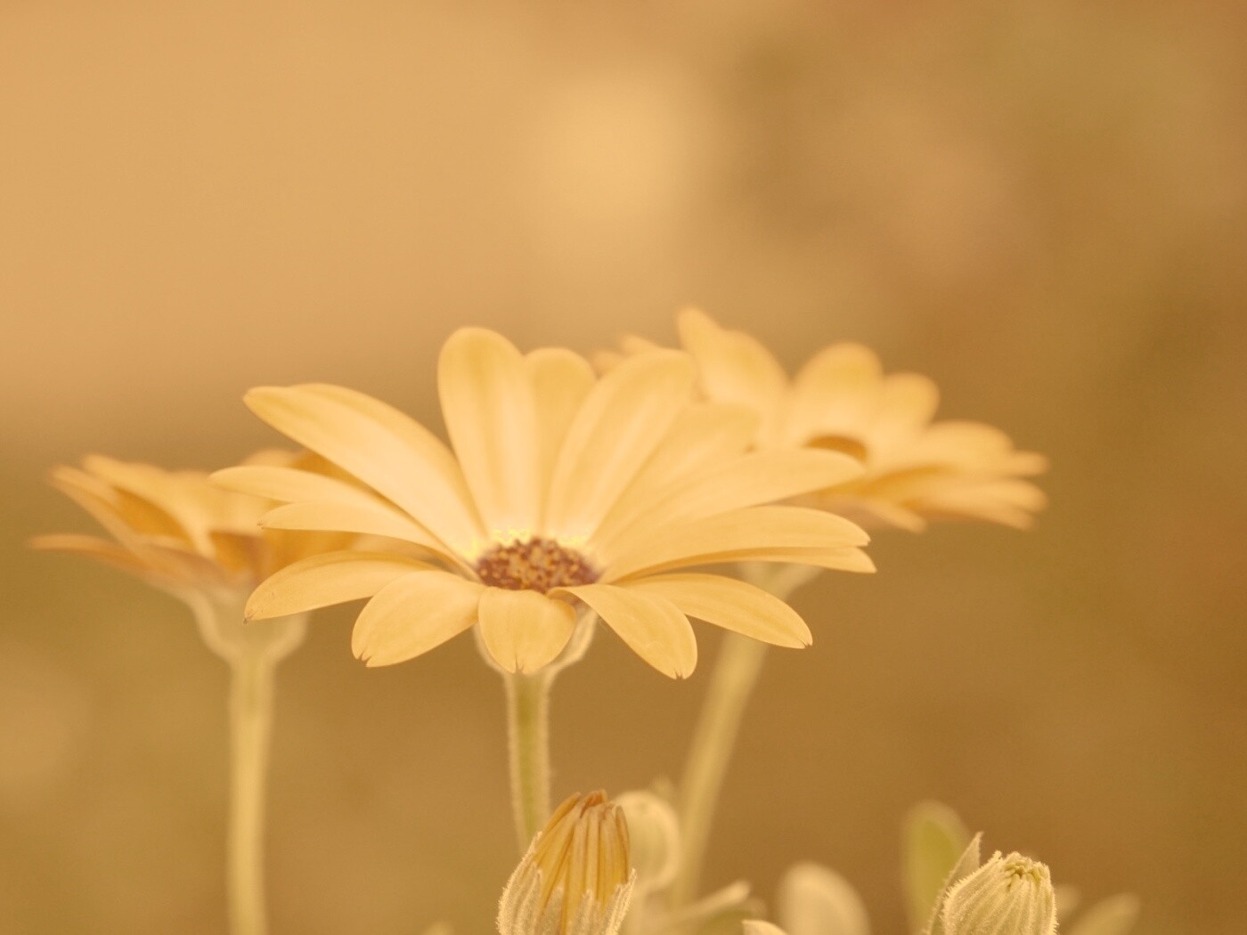 Три желтых цветка обои