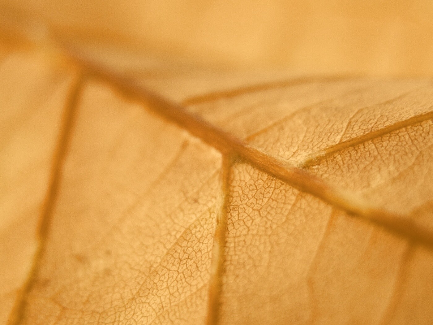 Желтый лист обои