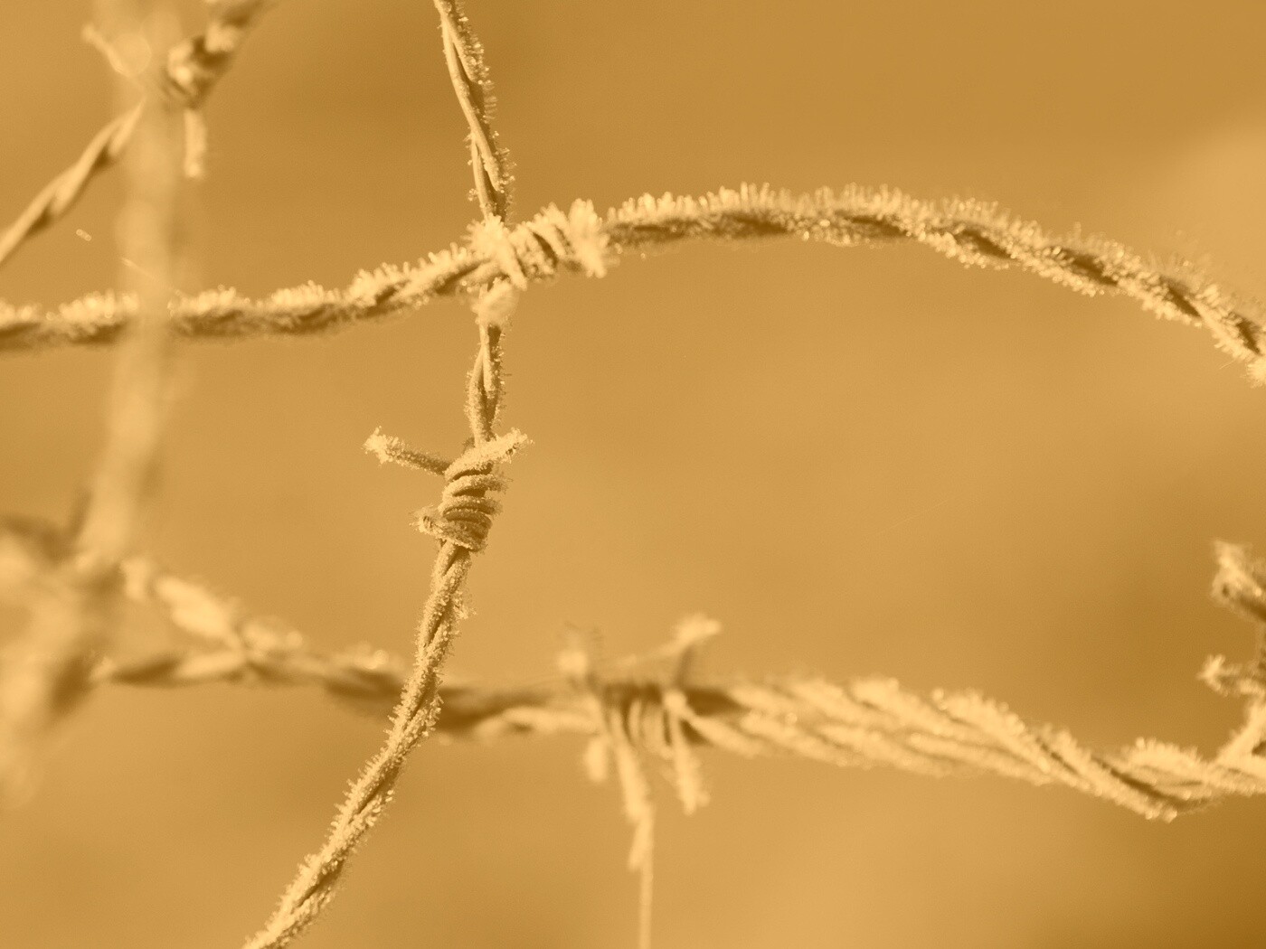 Замерзшая колючая проволока обои