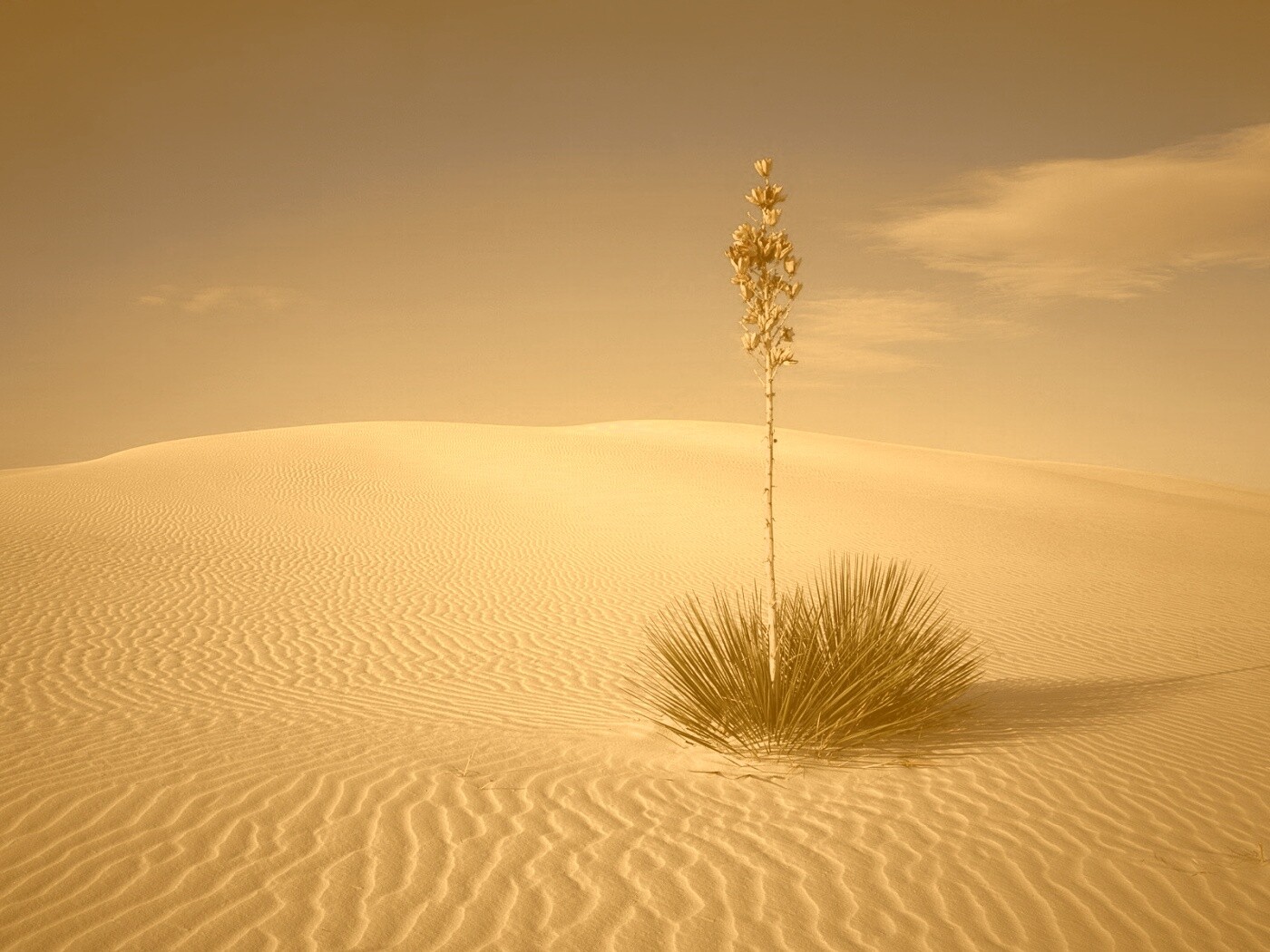 Растение среди пустыни обои