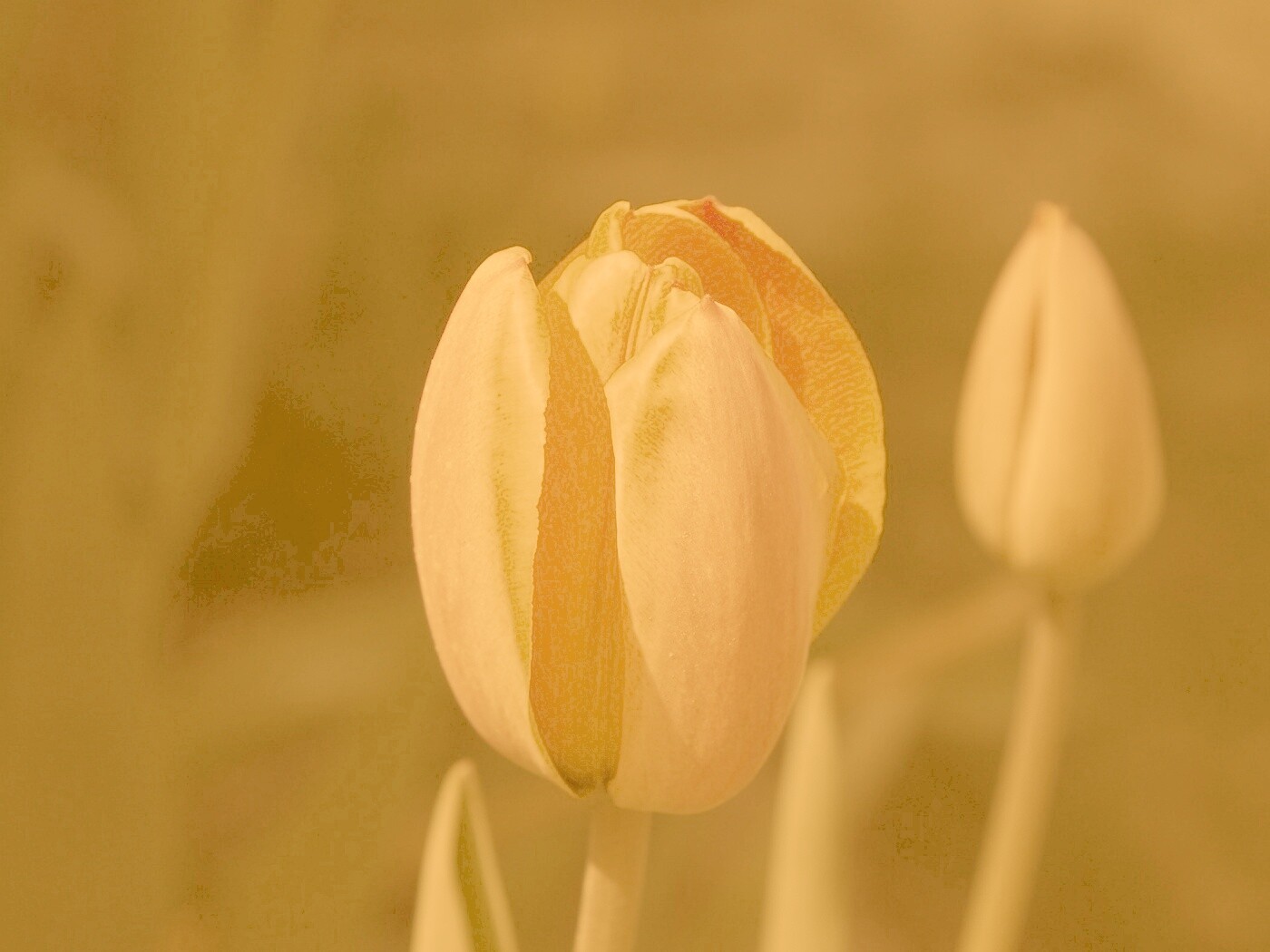 Распускающийся тюльпан обои