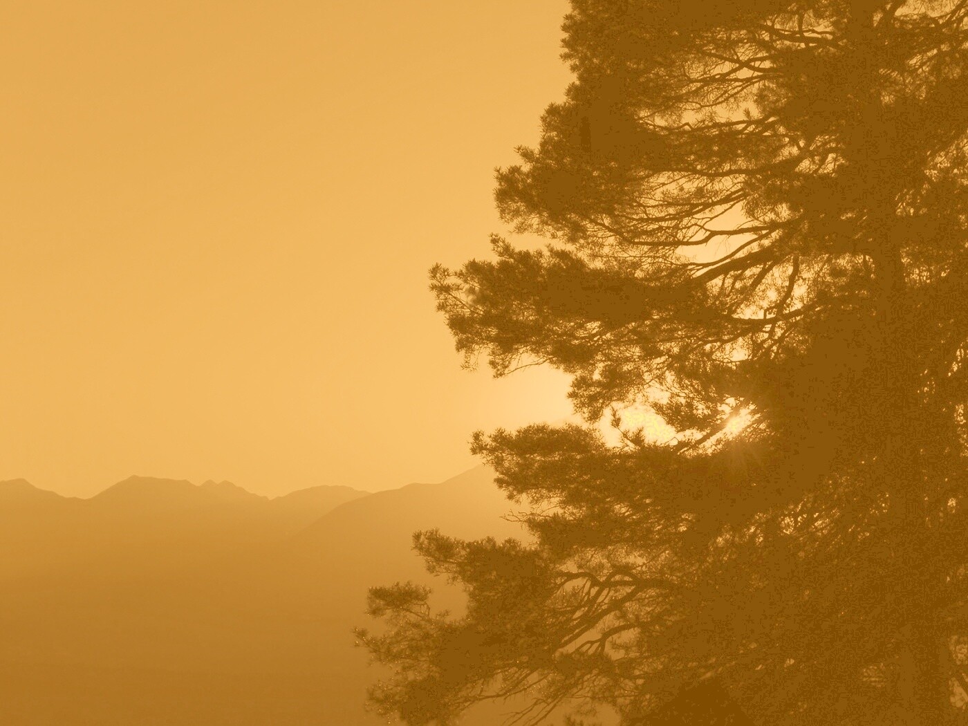 Силуэт дерева на закате обои