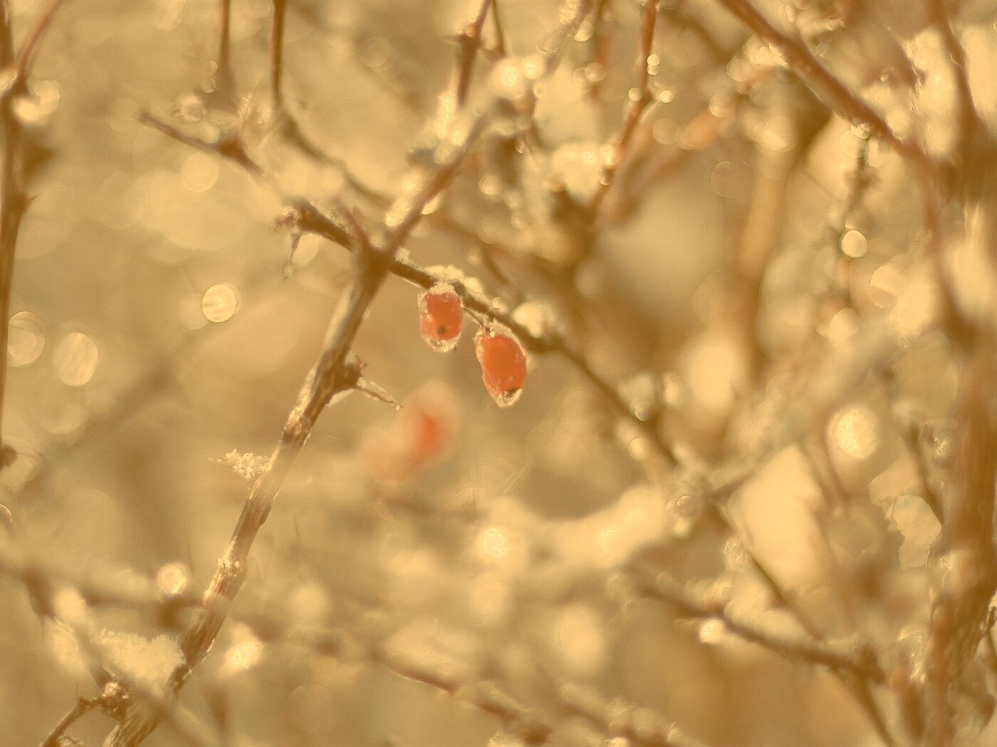 Замерзшие ягоды обои