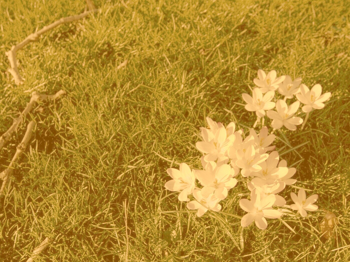 Фиалки на траве обои