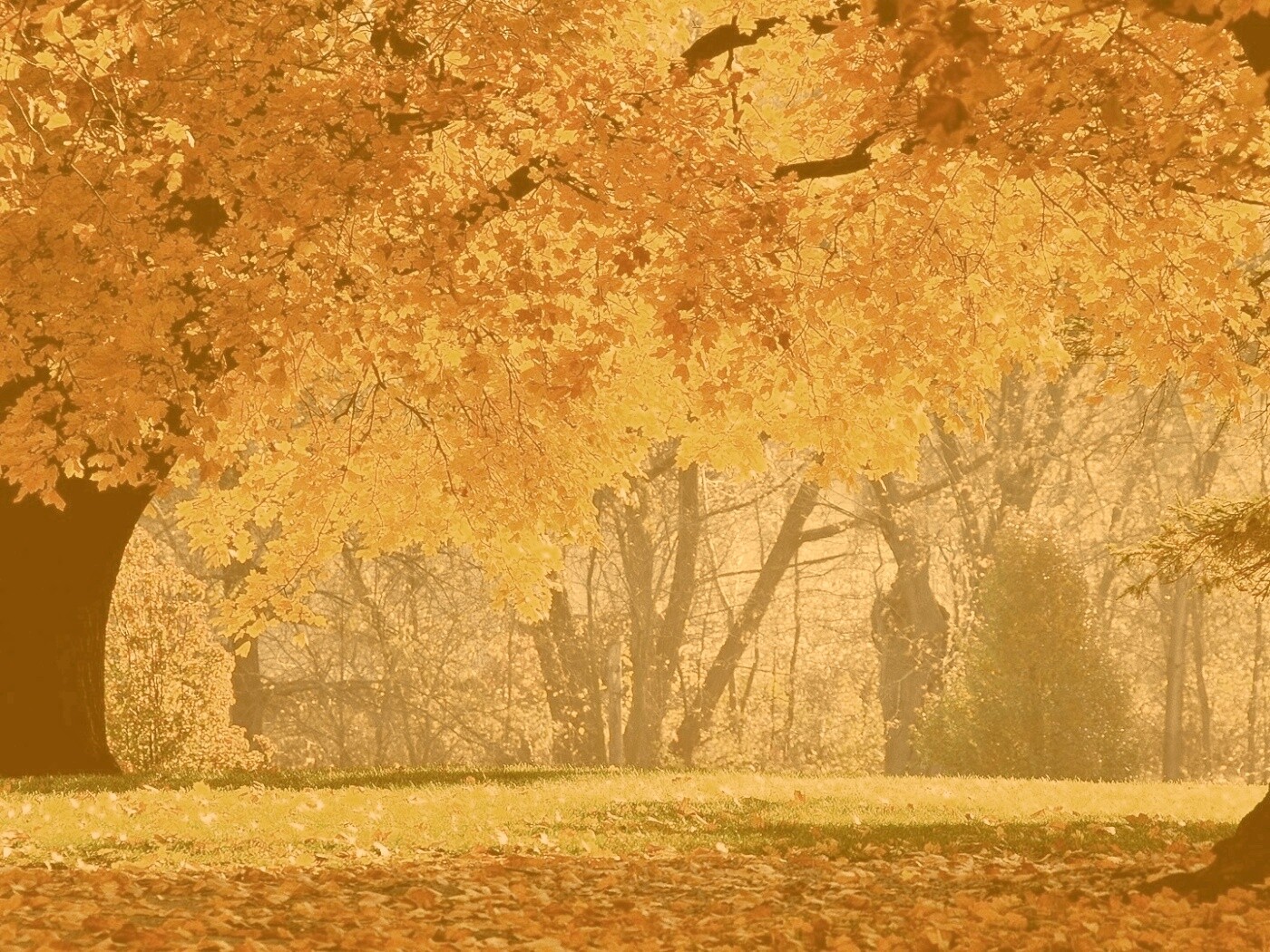 Размашистое осеннее дерево обои