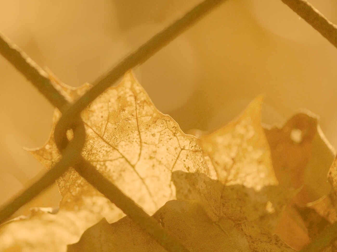 Осенний лист на забором обои