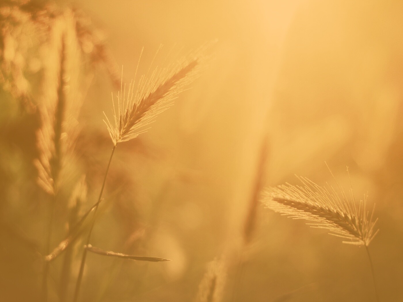 Травинки на солнце обои