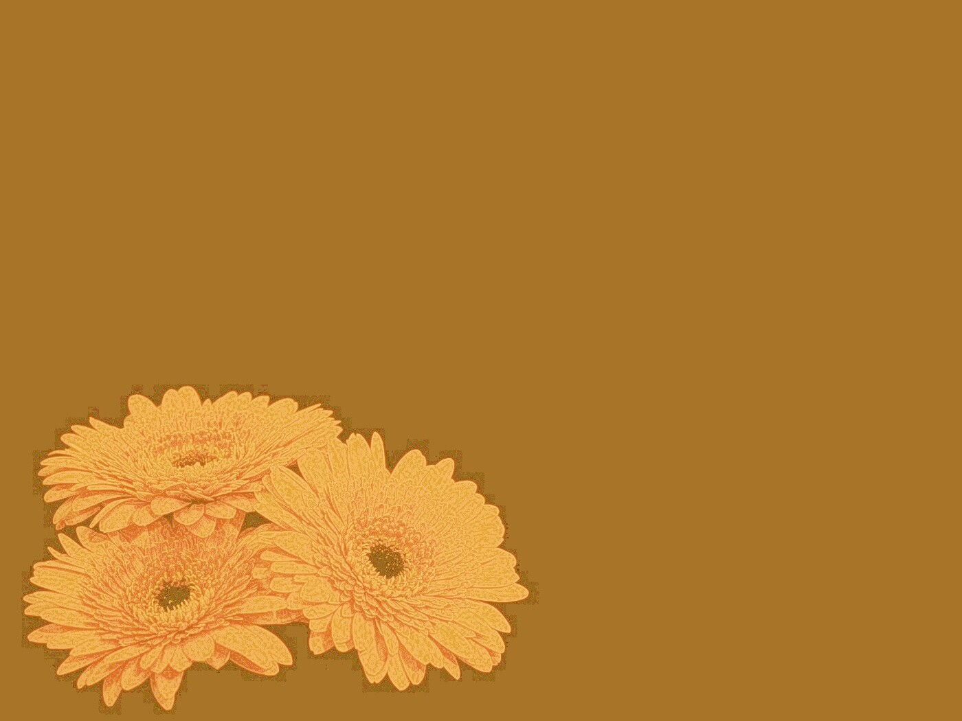 Красные герберы обои