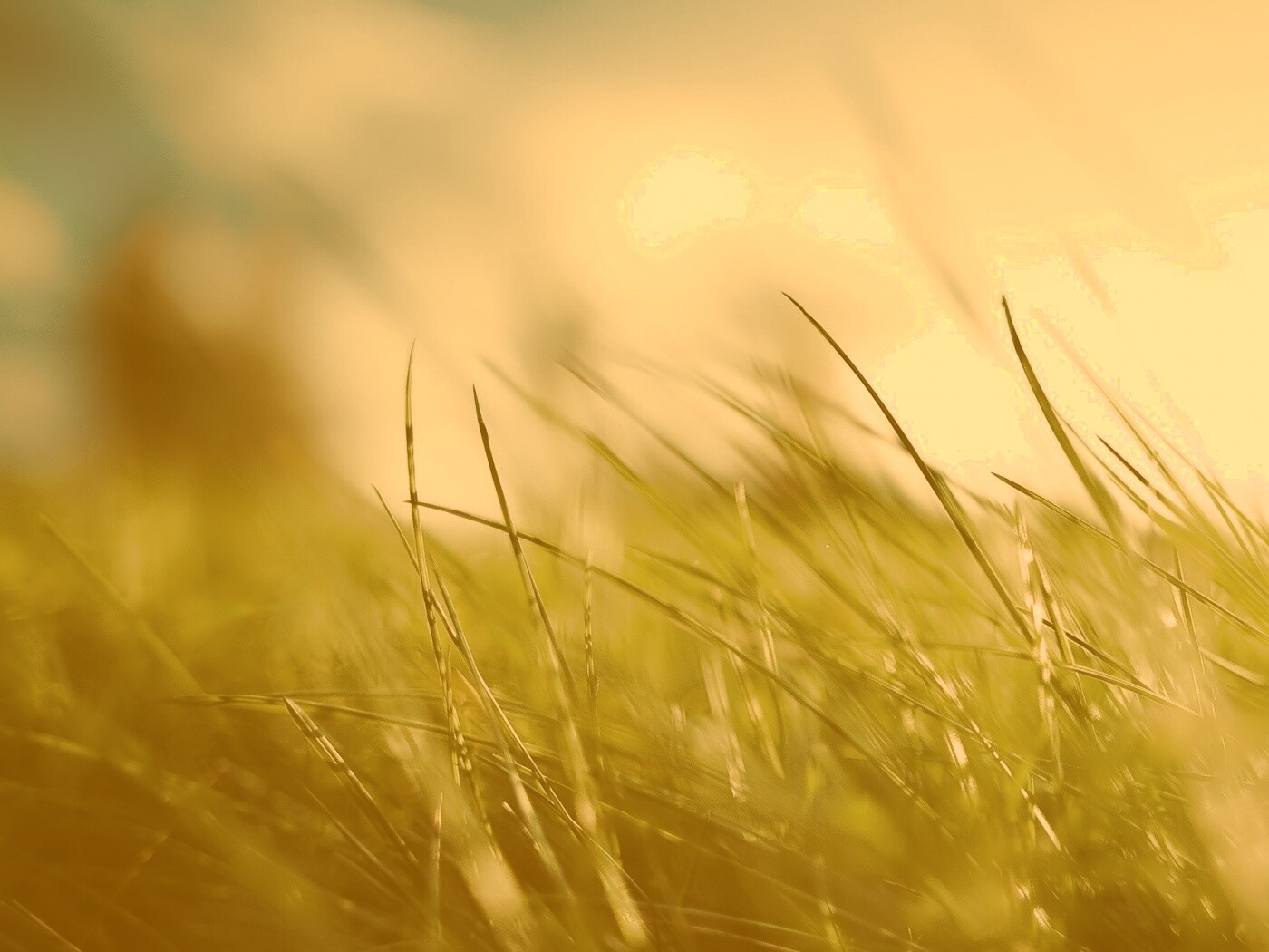 Размытые травинки обои