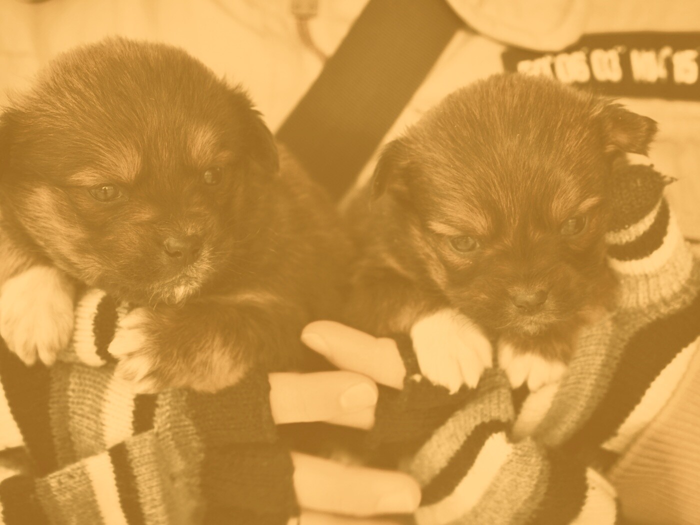 Два коричневых щенка обои