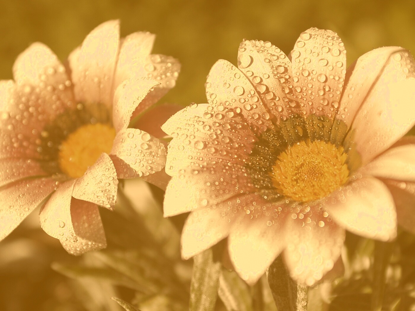 Два цветка обои