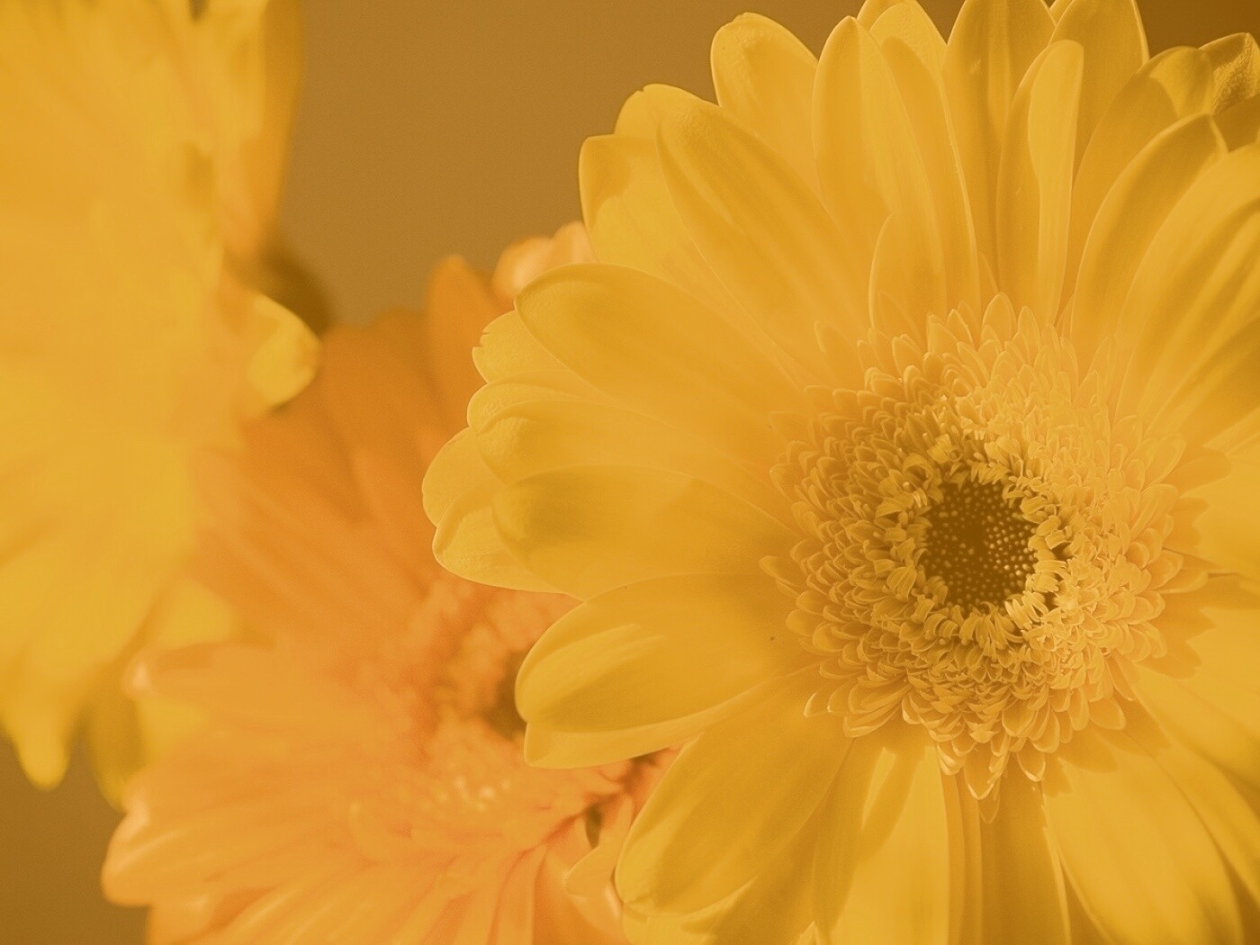 Желтый гербер обои