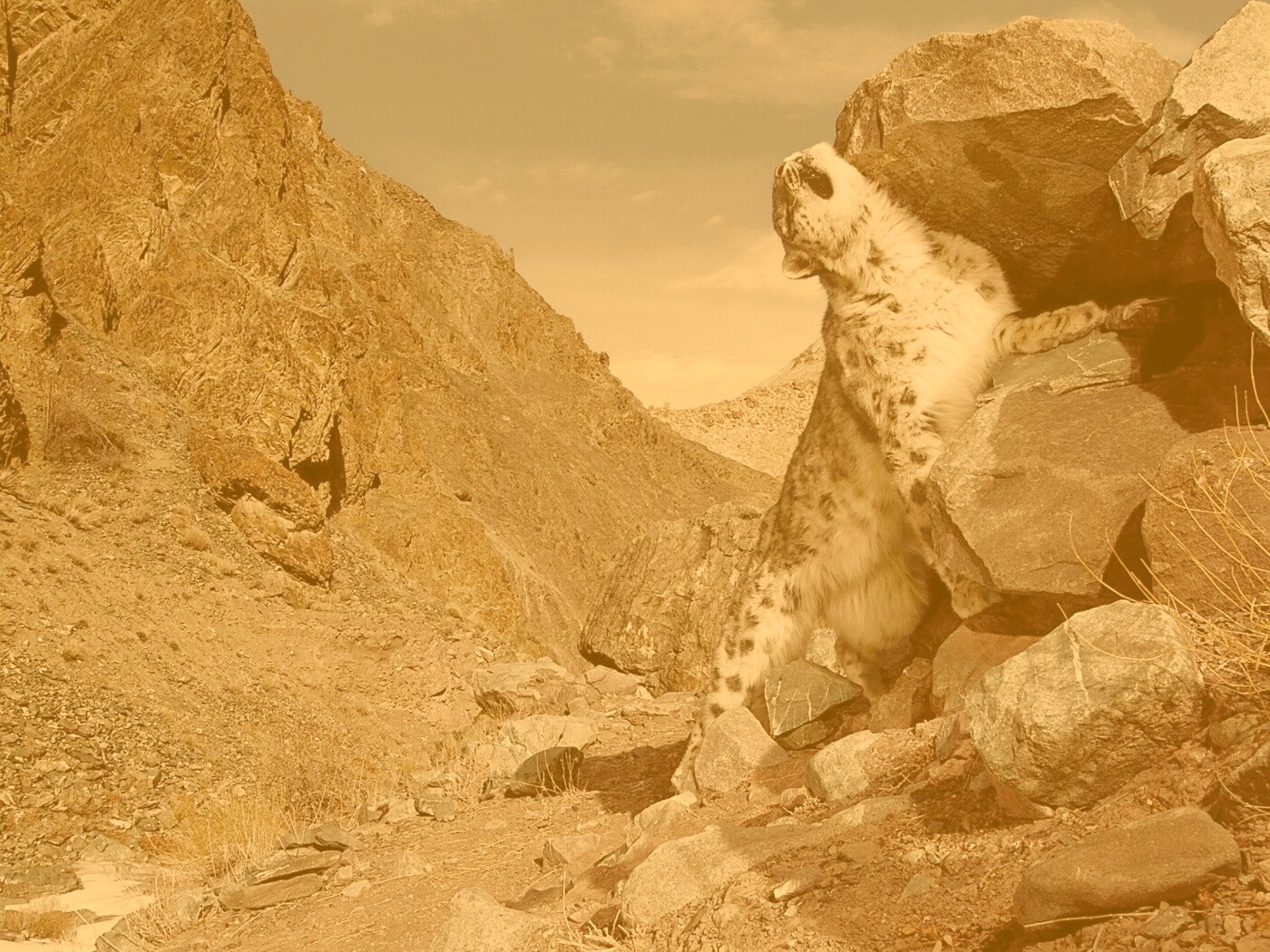 Барс чешется о камни обои