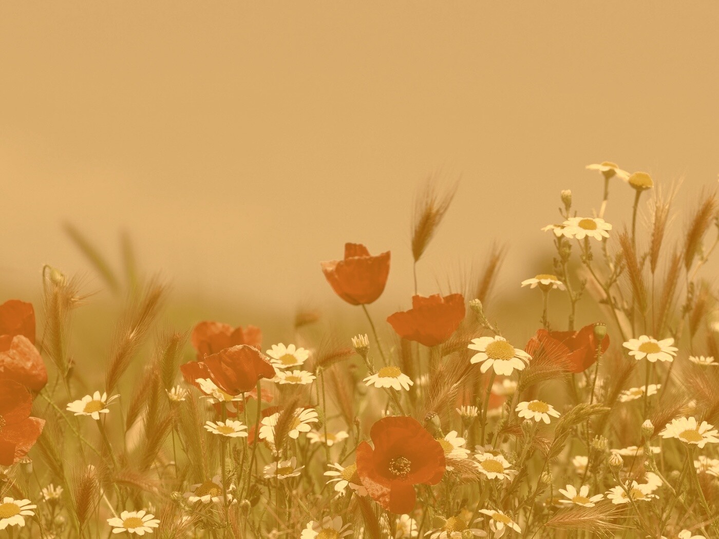 Цветы в поле обои