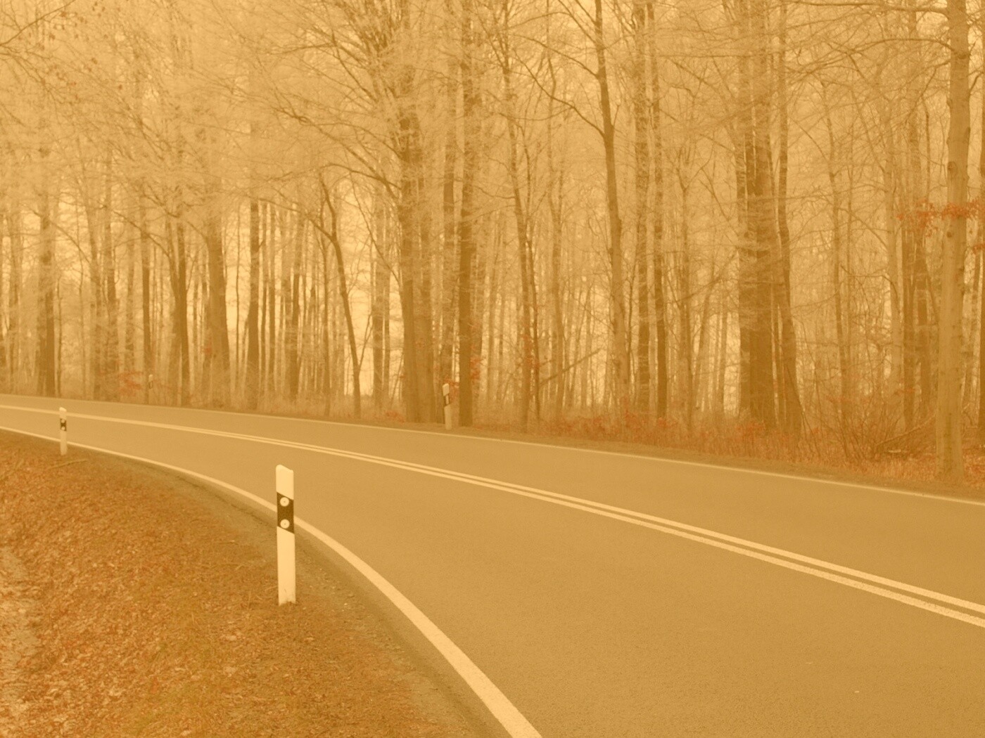 Дорога в осеннем лесу обои