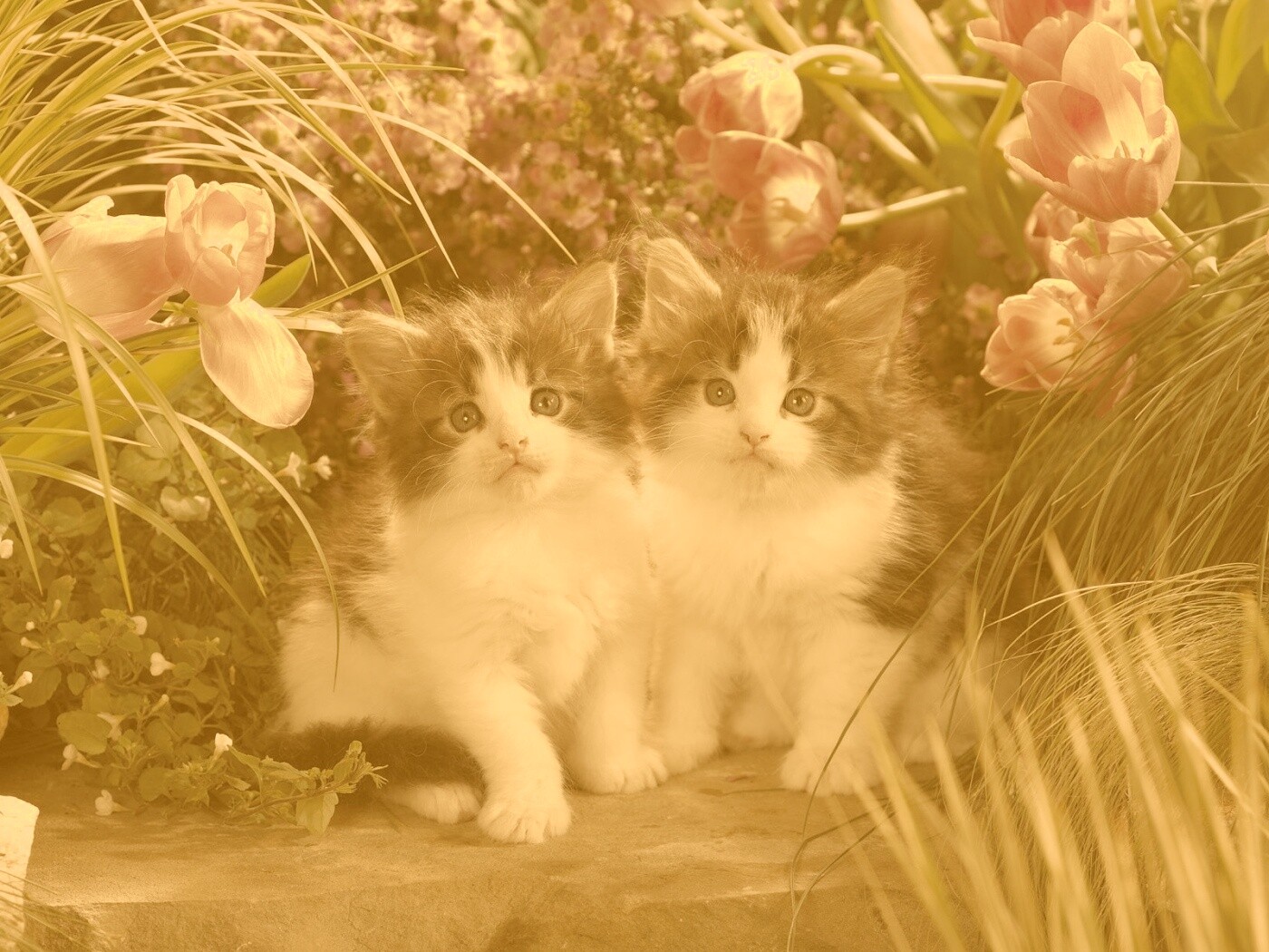 Котята в цветах обои