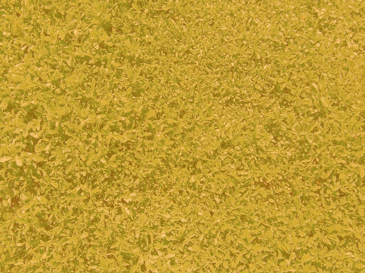 Чайные листья обои