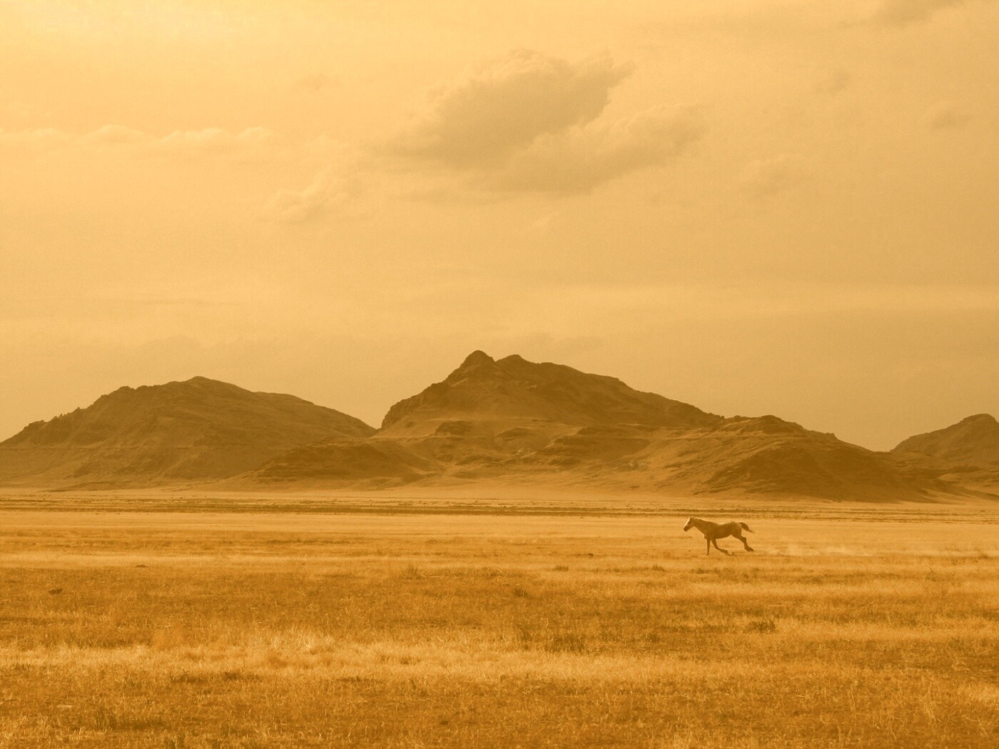 Мустанг в прериях обои