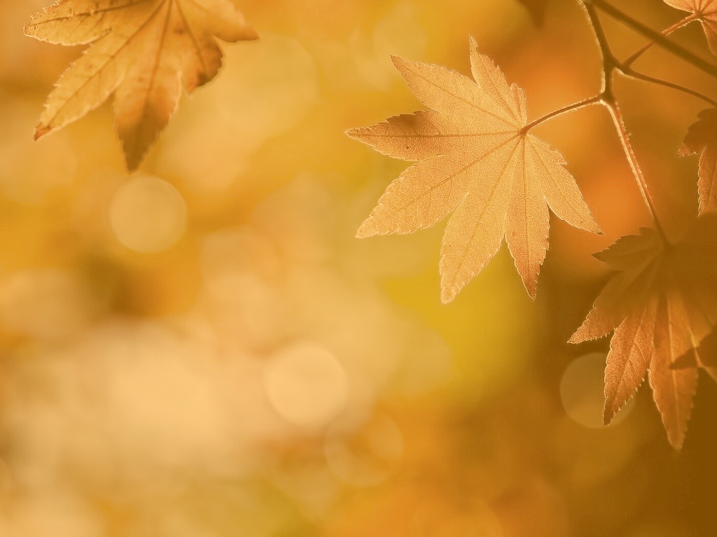 Осенние листья обои