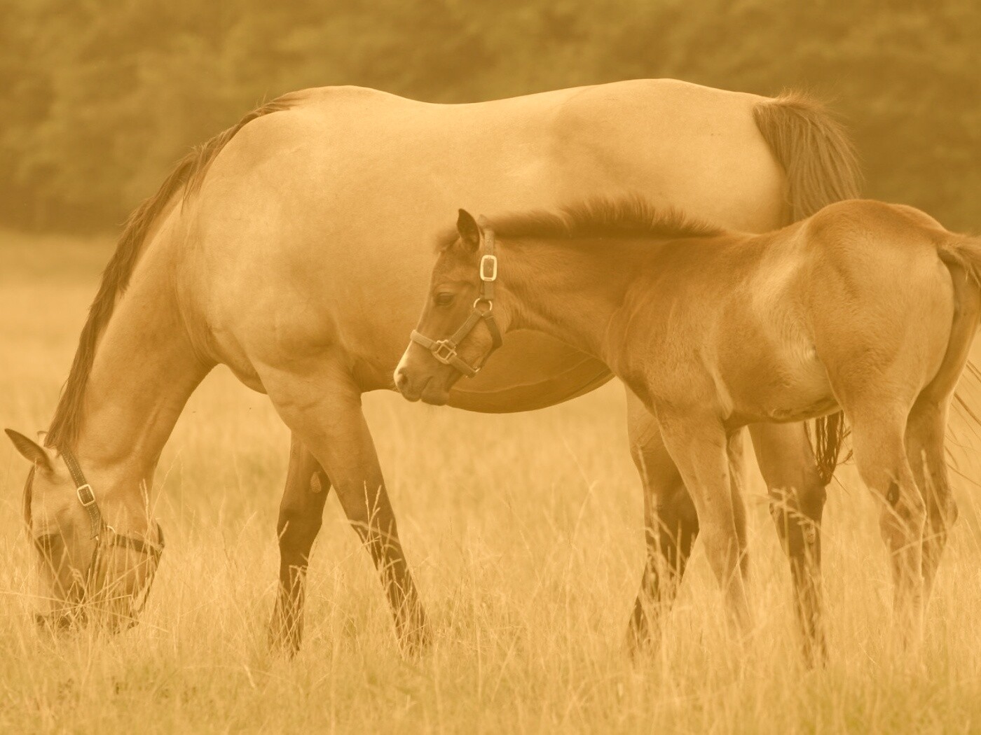Жеребенок и беременная кобыла обои