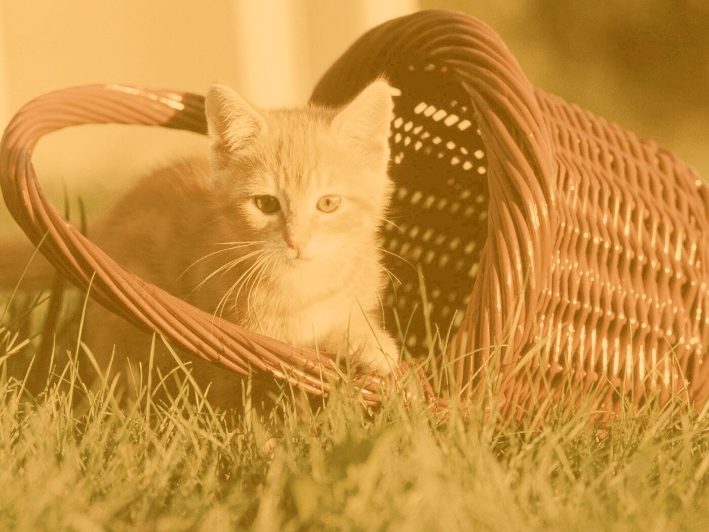 Рыжий котенок в корзине обои
