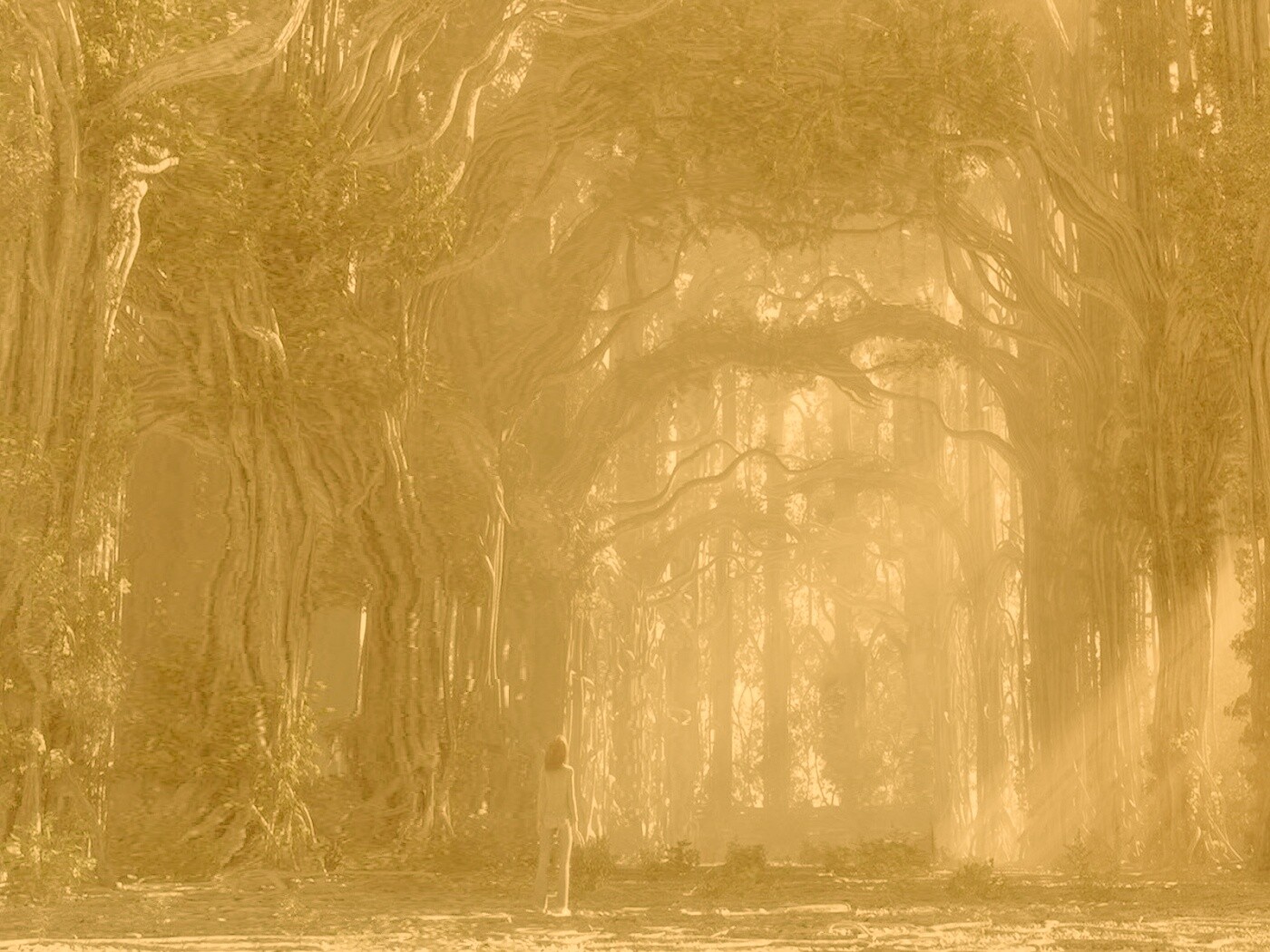 Одна в сумеречном лесу обои