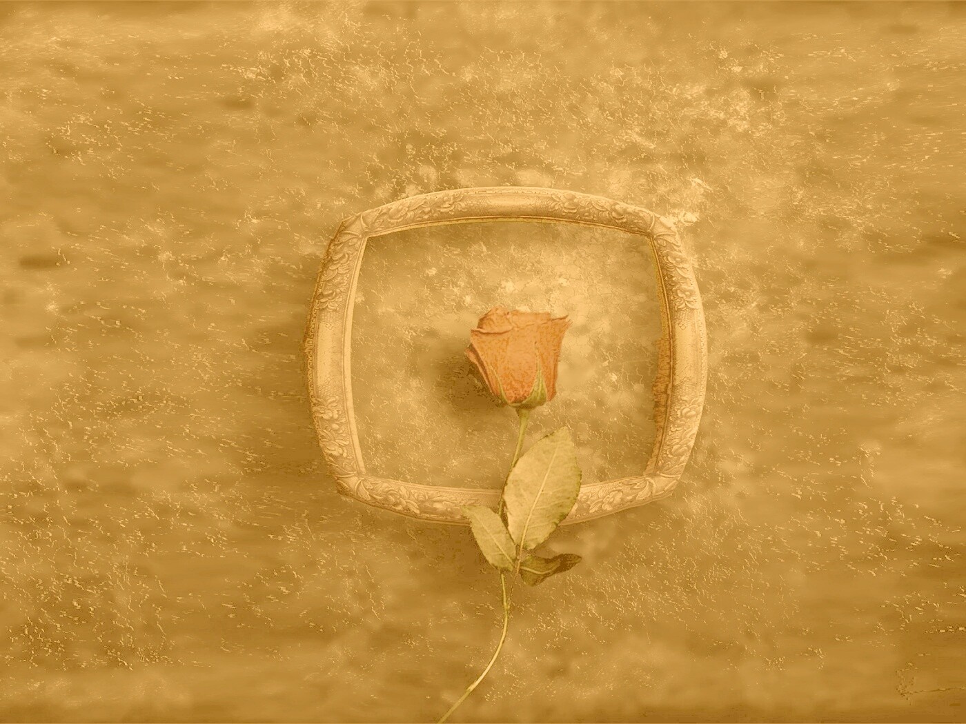 Роза на картинной раме обои