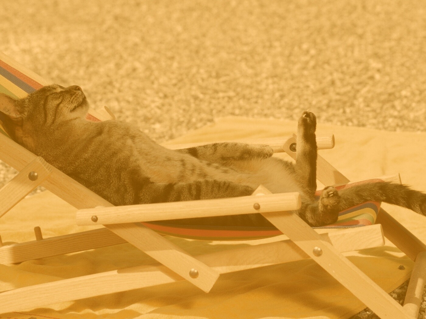 Кот в отпуске обои