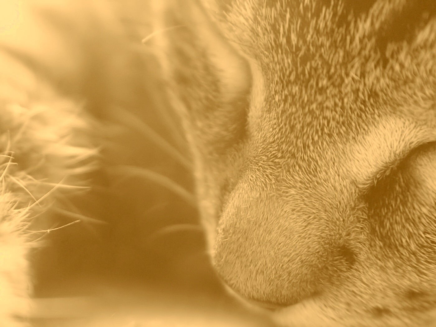 Мордочка кота обои