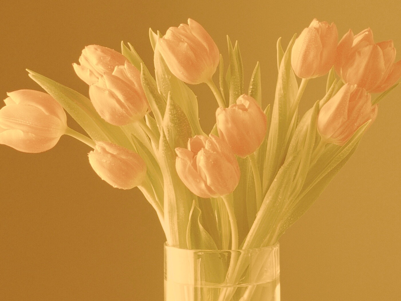 Букет тюльпанов обои