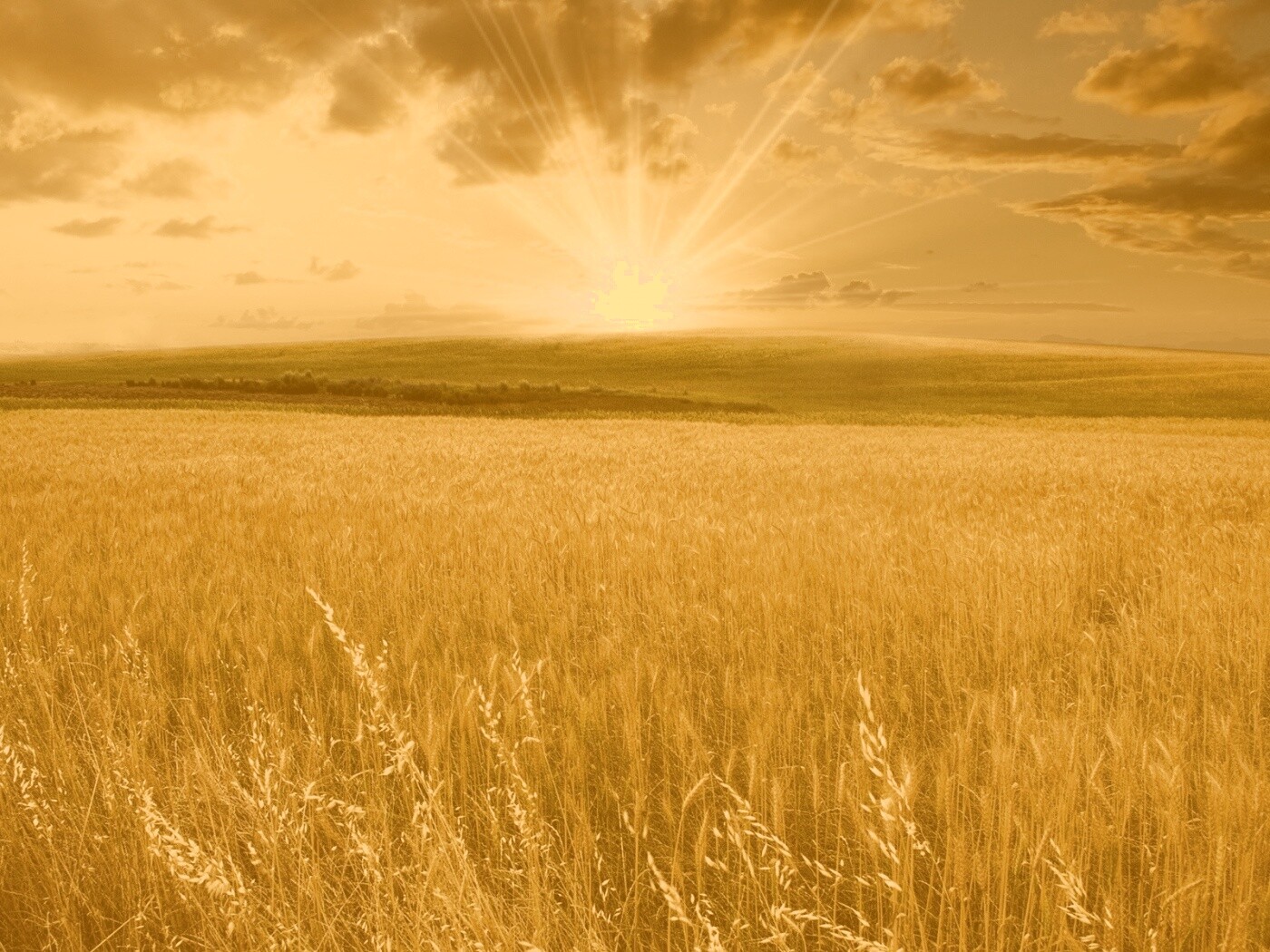 Восход над пшеничным полем обои