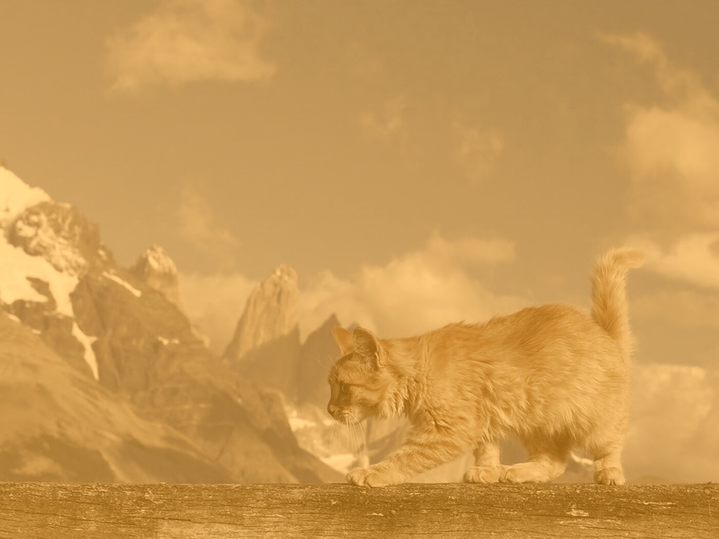 Рыжий котик в горах обои