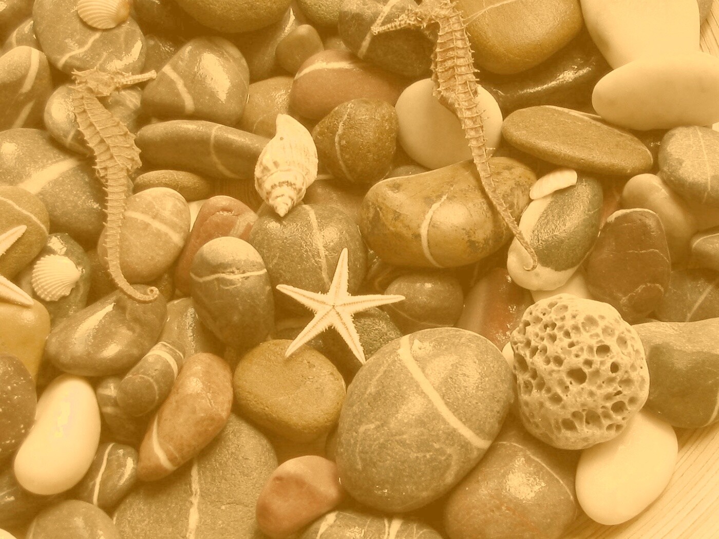 Морские камешки и фауна обои