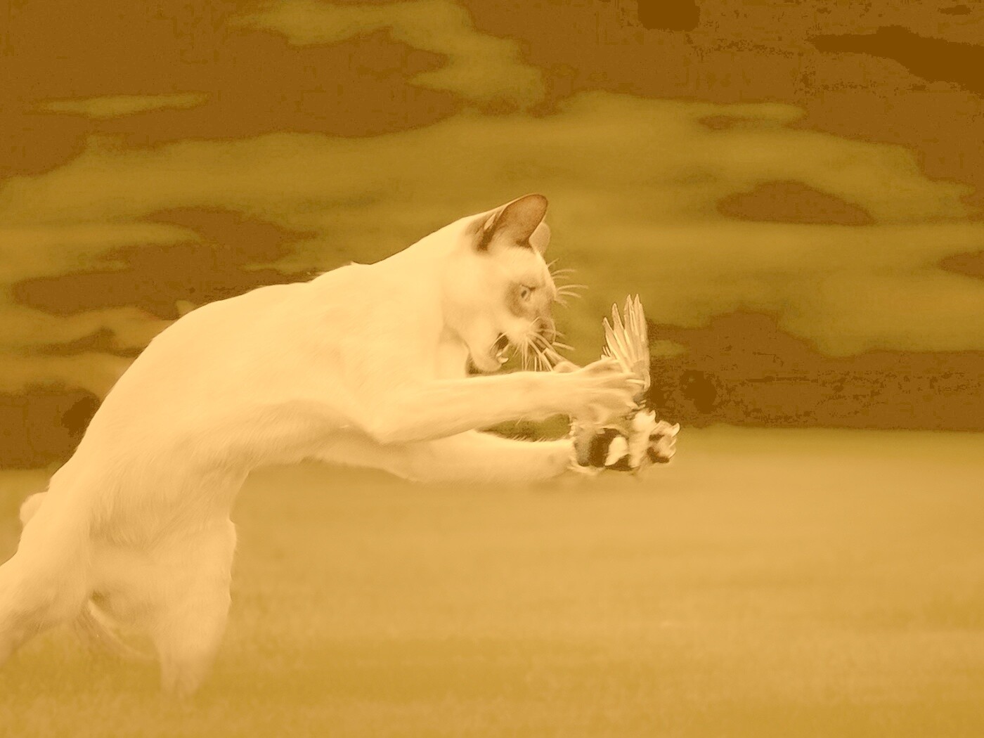 Кошка ловит птичку обои