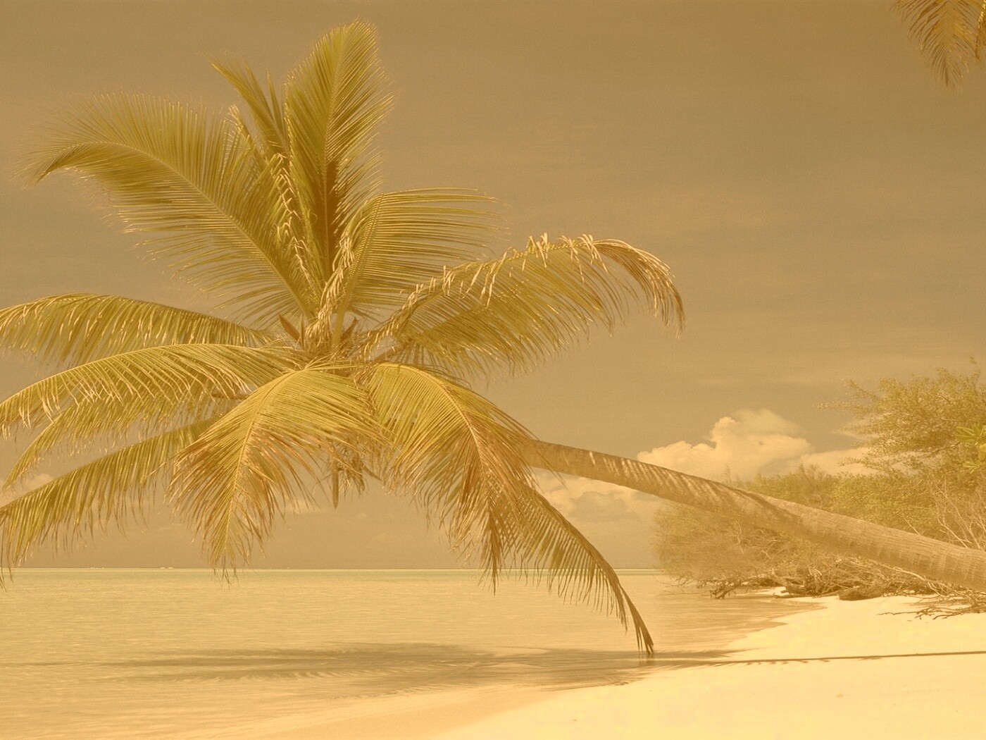 Пальма над водой обои