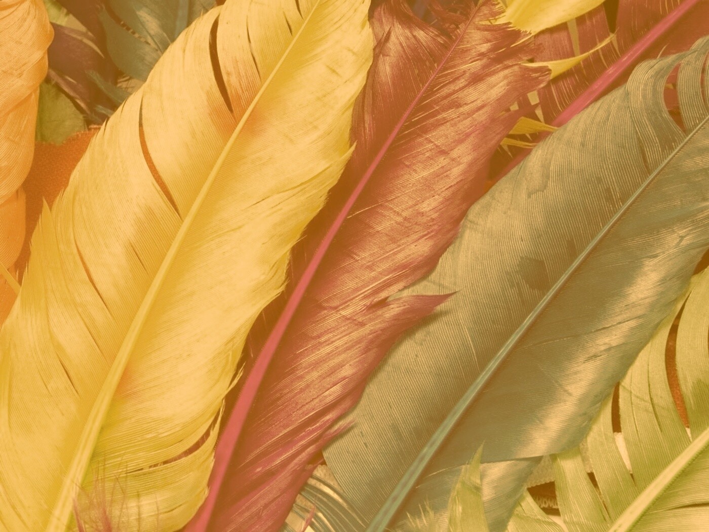 Разноцветные перья обои